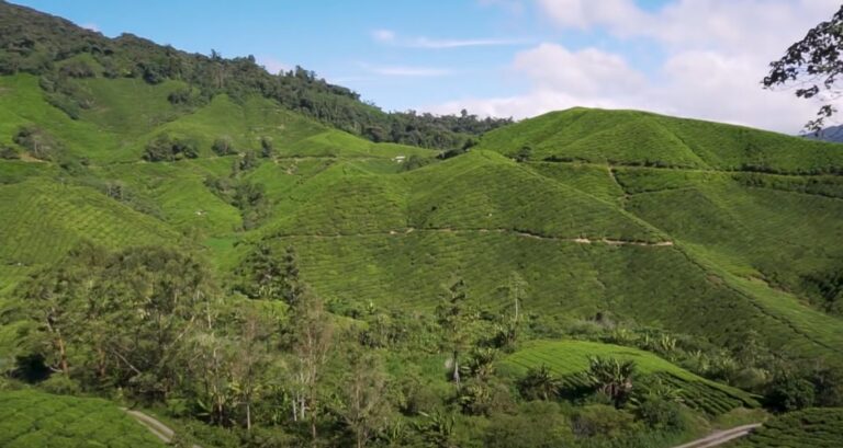 Cameron Highlands - Boh Tea Plantation