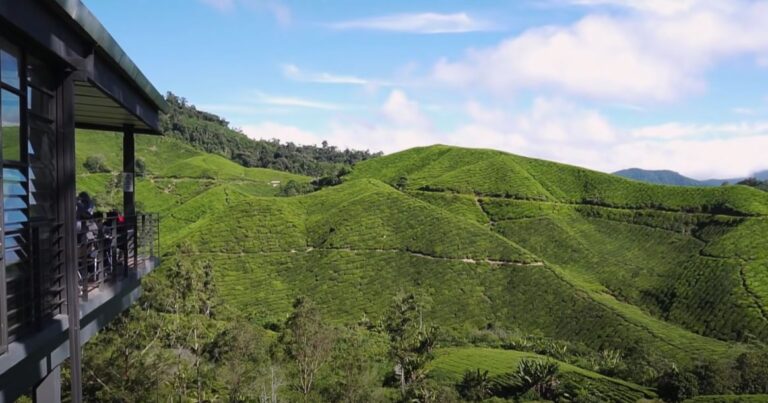 Cameron Highlands - Boh Tea Plantation