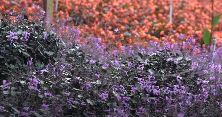 Cameron Highlands - Lavender Garden Tringkap