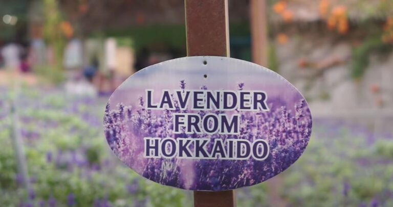 Cameron Highlands - Lavender Garden Tringkap