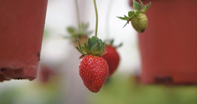 Fraser's Hill - Fraser's Edible Garden