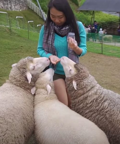 Cameron Highlands - The Sheep Sanctuary